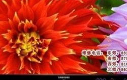 tcl电视售后电话