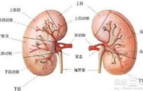 肾炎严重吗