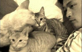 娱乐吃瓜君二豆猫,人气爆棚的网红猫咪，萌态可掬圈粉无数”