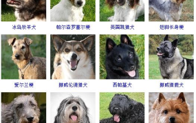 宠物狗品种大全,揭秘各具特色的狗狗世界